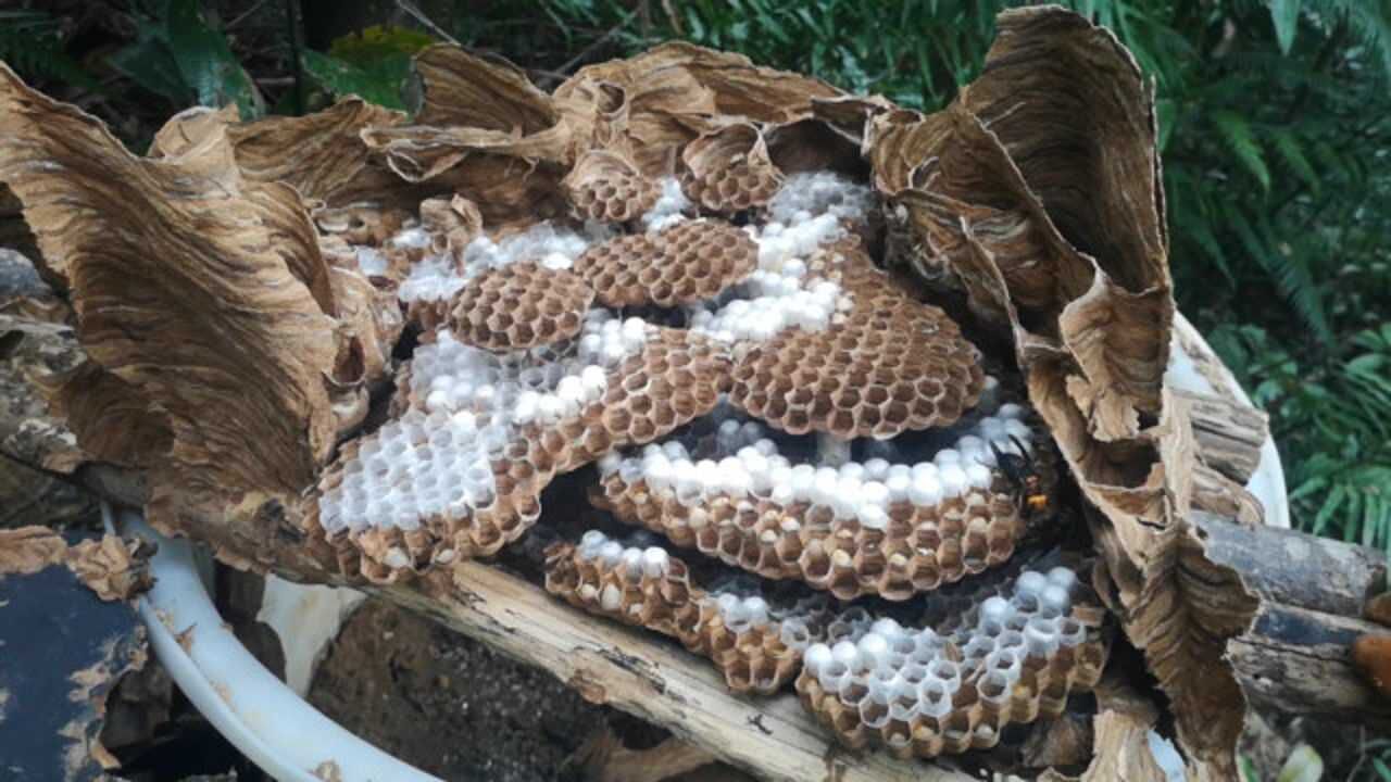 用胶桶养殖胡蜂红娘,割了蜂蛹后,职蜂抓太多导致后面发展不起来