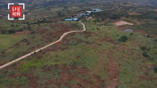 造林者894亩林地50年使用权未到期 村组却要收回并挖掘林木