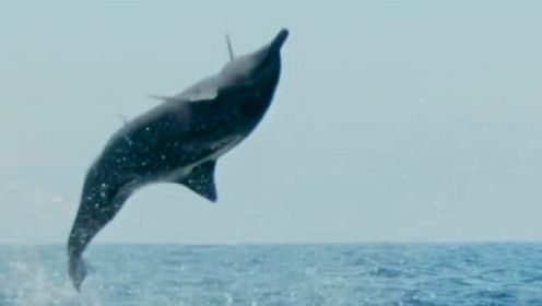 为什么飞旋海豚要飞旋着跃出水面？虽然有各种说法，但可能就是贪玩吧！