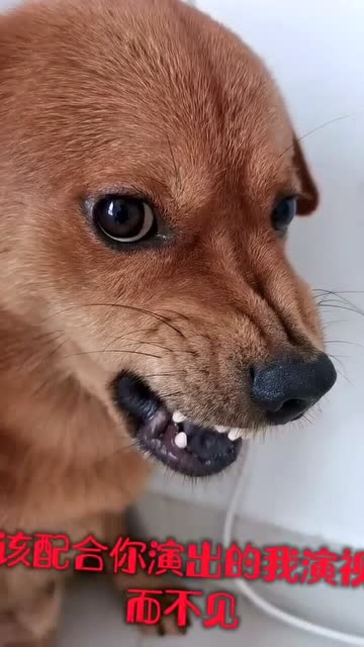 你这龇牙咧嘴的要干啥是想威胁我吗