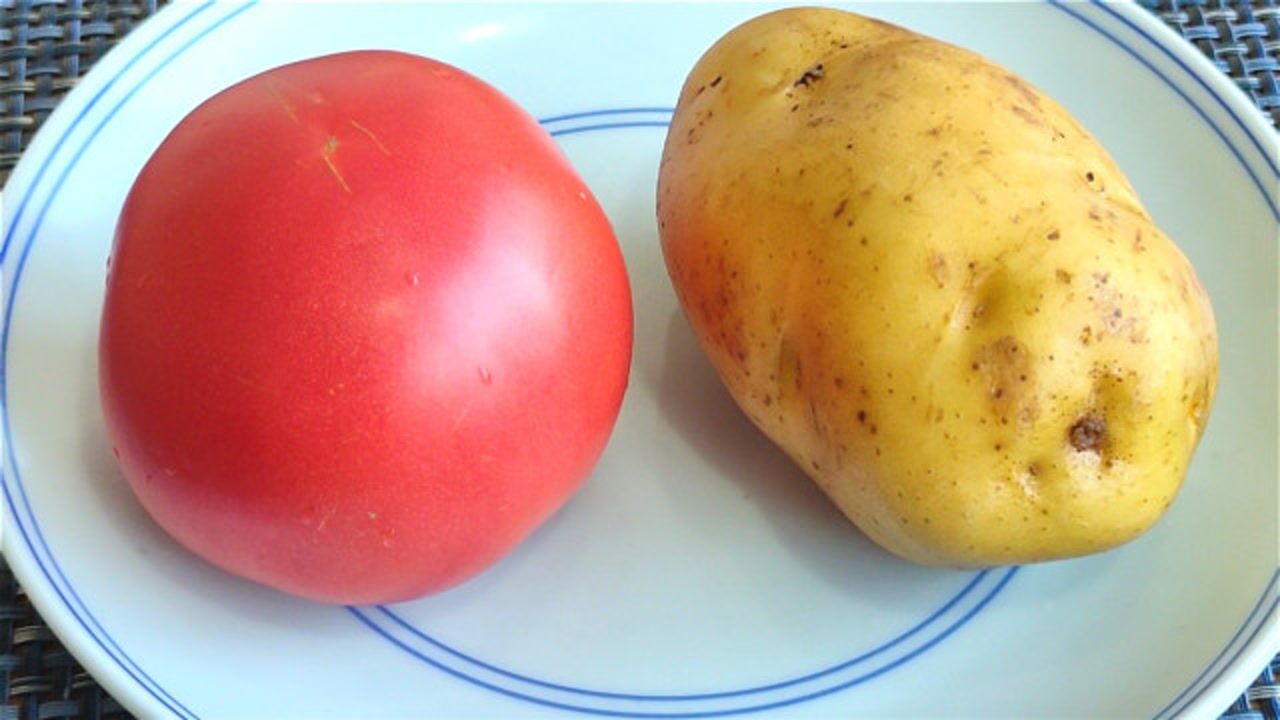 用一个西红柿和一个土豆,教你懒人做法,出锅喷香,天天吃不够