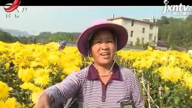 【我们丰收啦】赣州大余:金丝皇菊迎来盛花期 美了风景富了村民