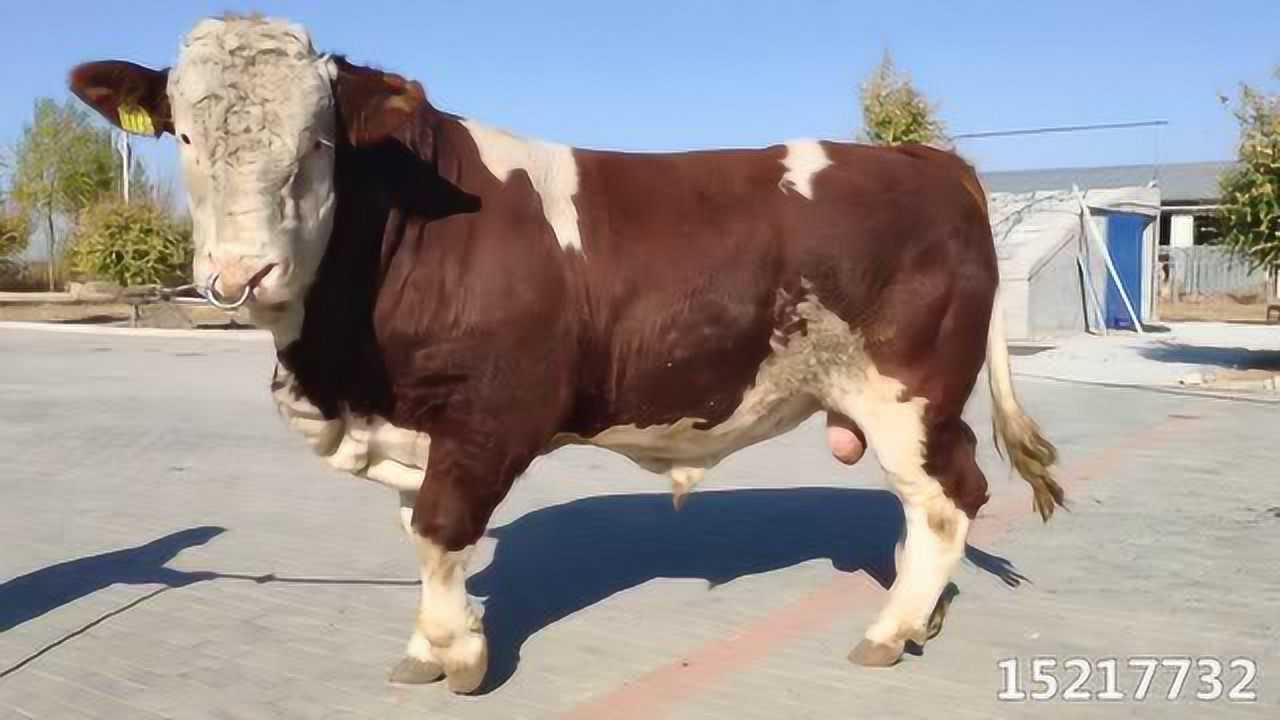 通辽京缘-xm15217732-成年种公牛评选_腾讯视频