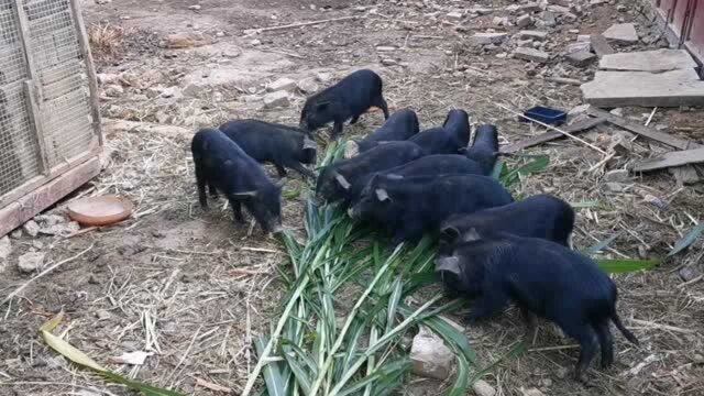 小伙山里养土猪,外地老板买了2头小猪崽,开出来的价格很满意