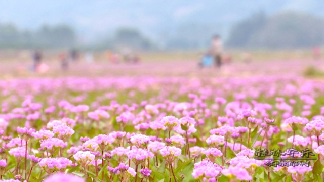 平乐:蓼子草花海吸引众游人观赏摄影