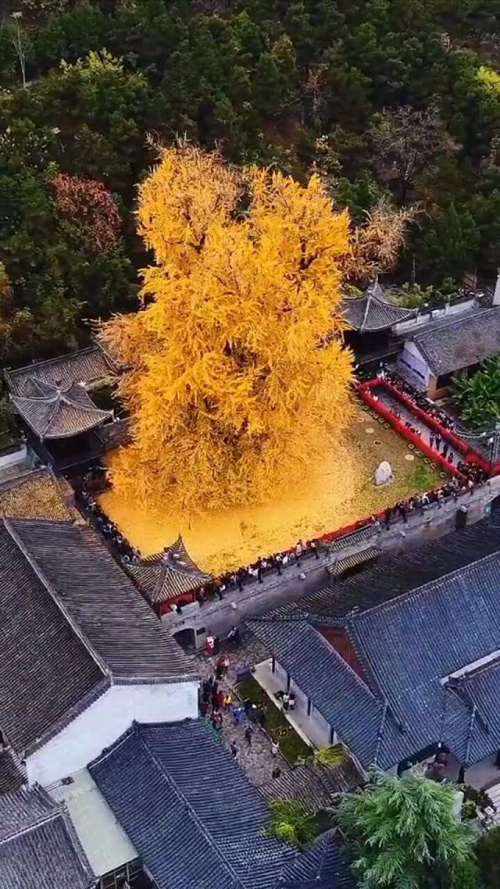 唐太宗种的银杏树图片