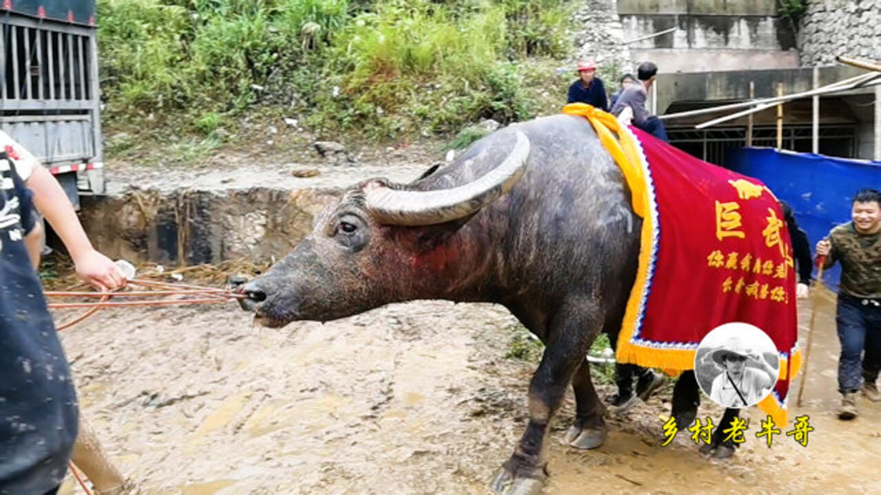 云南巨无霸牛王胜利归来,无数个冠军,身价超过擎天柱牛王