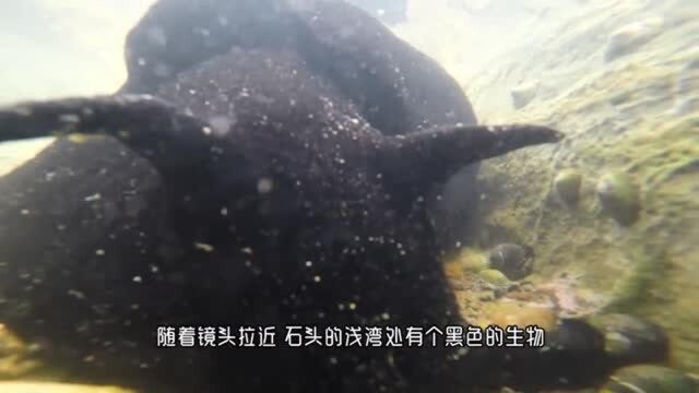 海兔是生活在海里兔子吗,老外发现海兔,快来看看长什么样吧