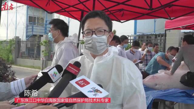 搁浅惠州的中华白海豚曾在香港出没,解剖发现肾脏器官肿大