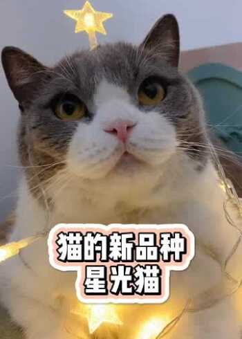 今天给大家介绍一个猫的新品种西伯利亚星光猫