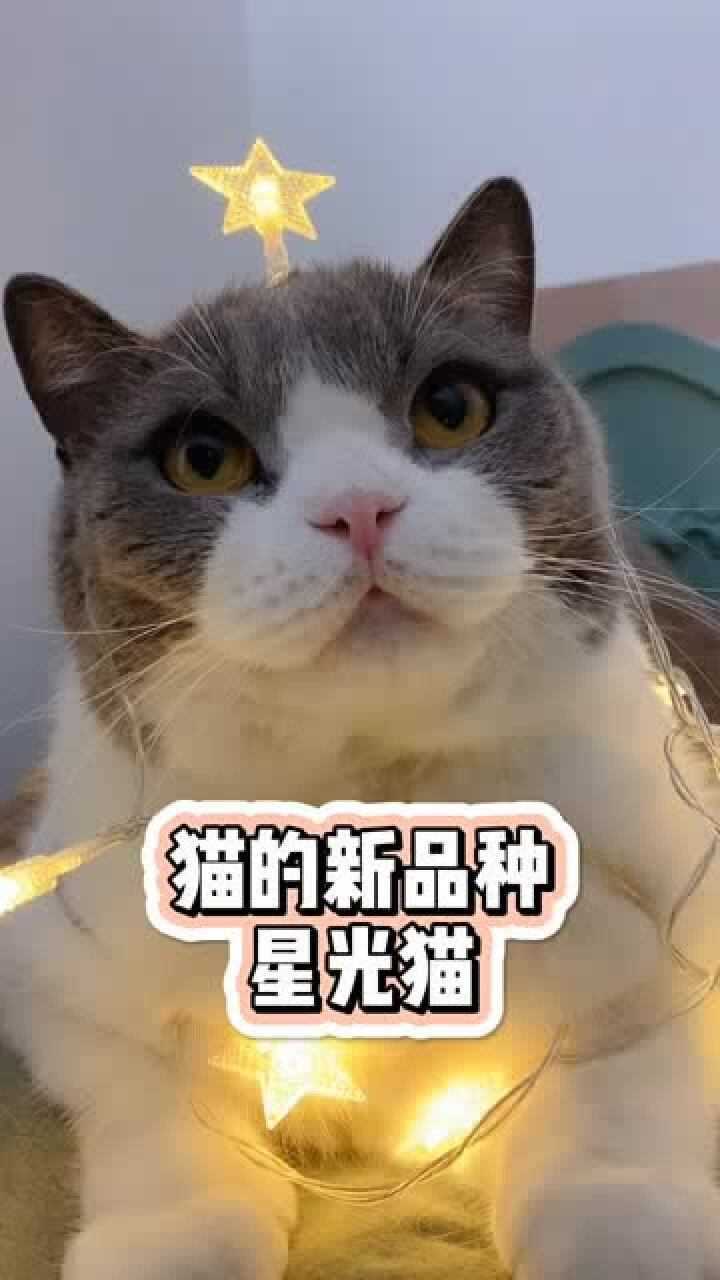 今天给大家介绍一个猫的新品种西伯利亚星光猫