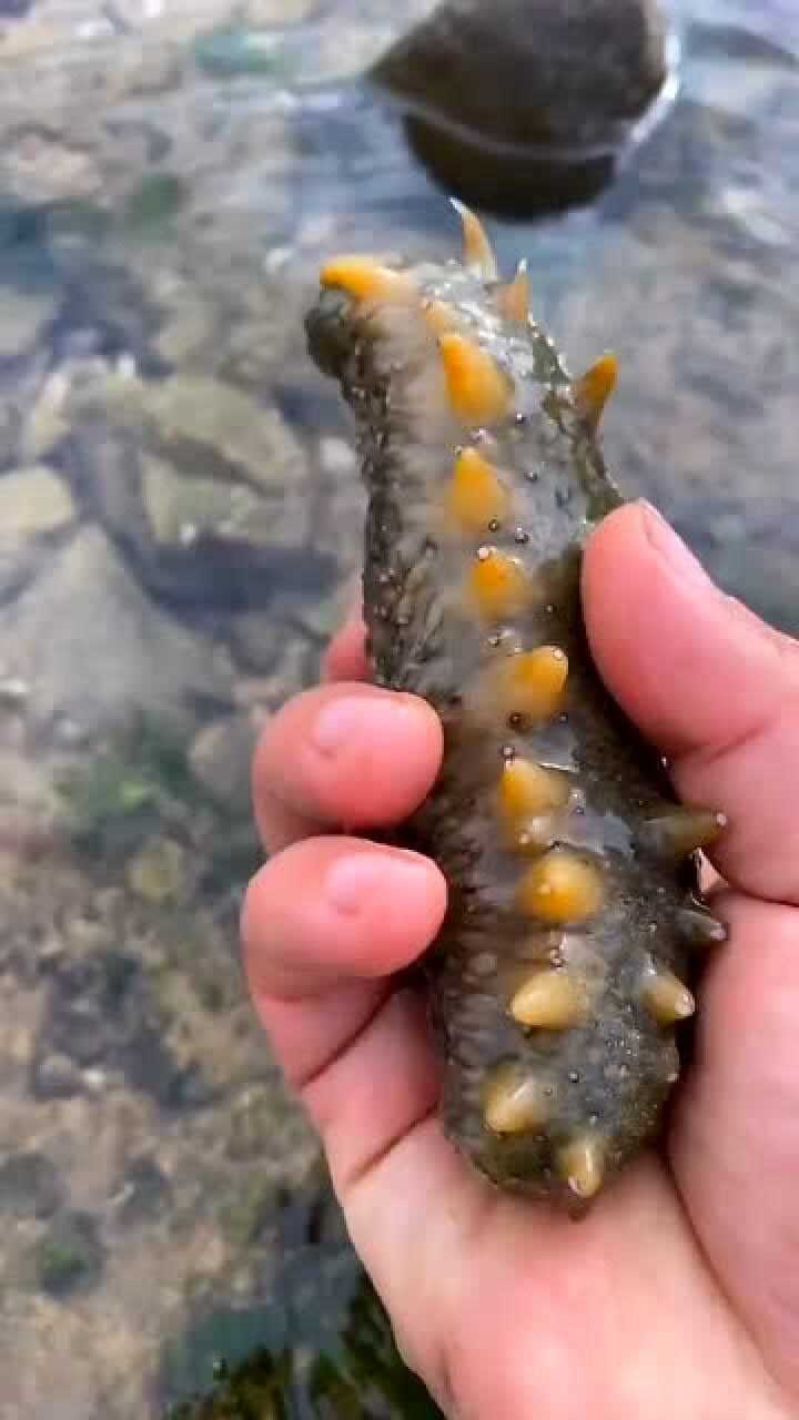 赶海发现了一只大海参抓回去给老公补补身体他最近上班太累了