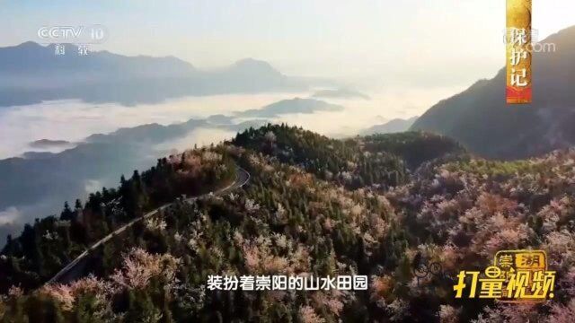 白崖山上的数万亩野生樱花渐次绽放,蔚为壮观