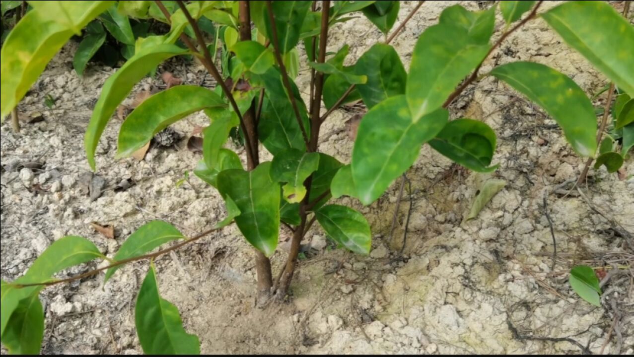 这种野生植物叫山梨树,生长在高山上很少见,认识一下吧