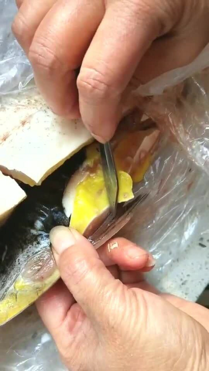 菜市场买的白鲢鱼鱼肉竟然是黄色的听说是打的药没分解完