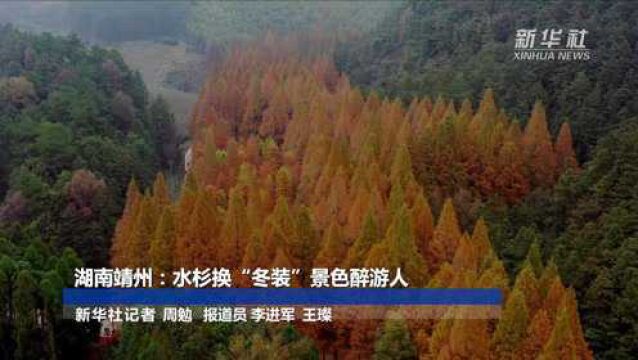 湖南靖州:水杉换“冬装”景色醉游人