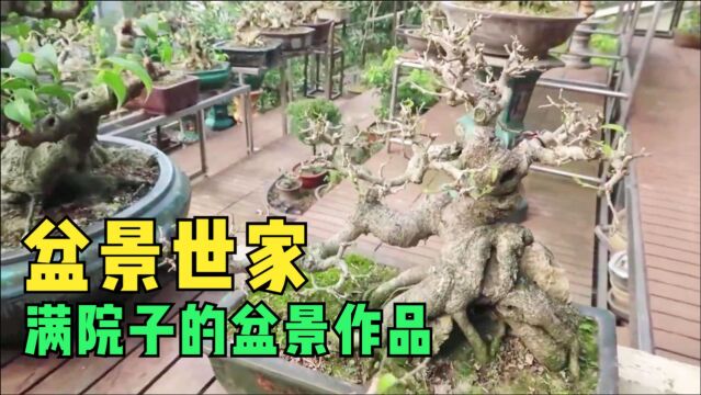 盆景世家,满院子的盆景作品,“无声的诗、立体的画、活的雕塑”