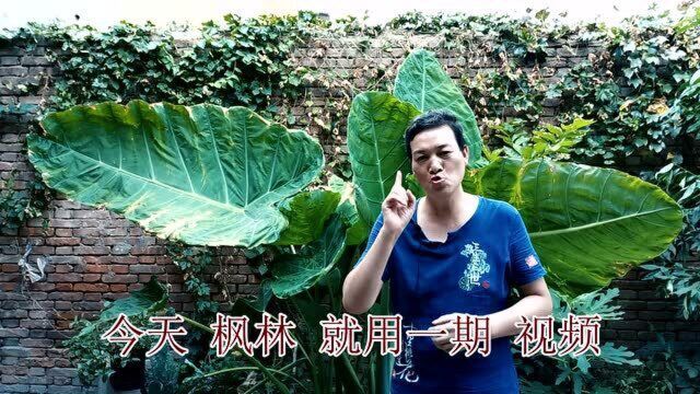 用一个“视频”让你“区分开”啥是芋头、霸王芋、和滴水观音