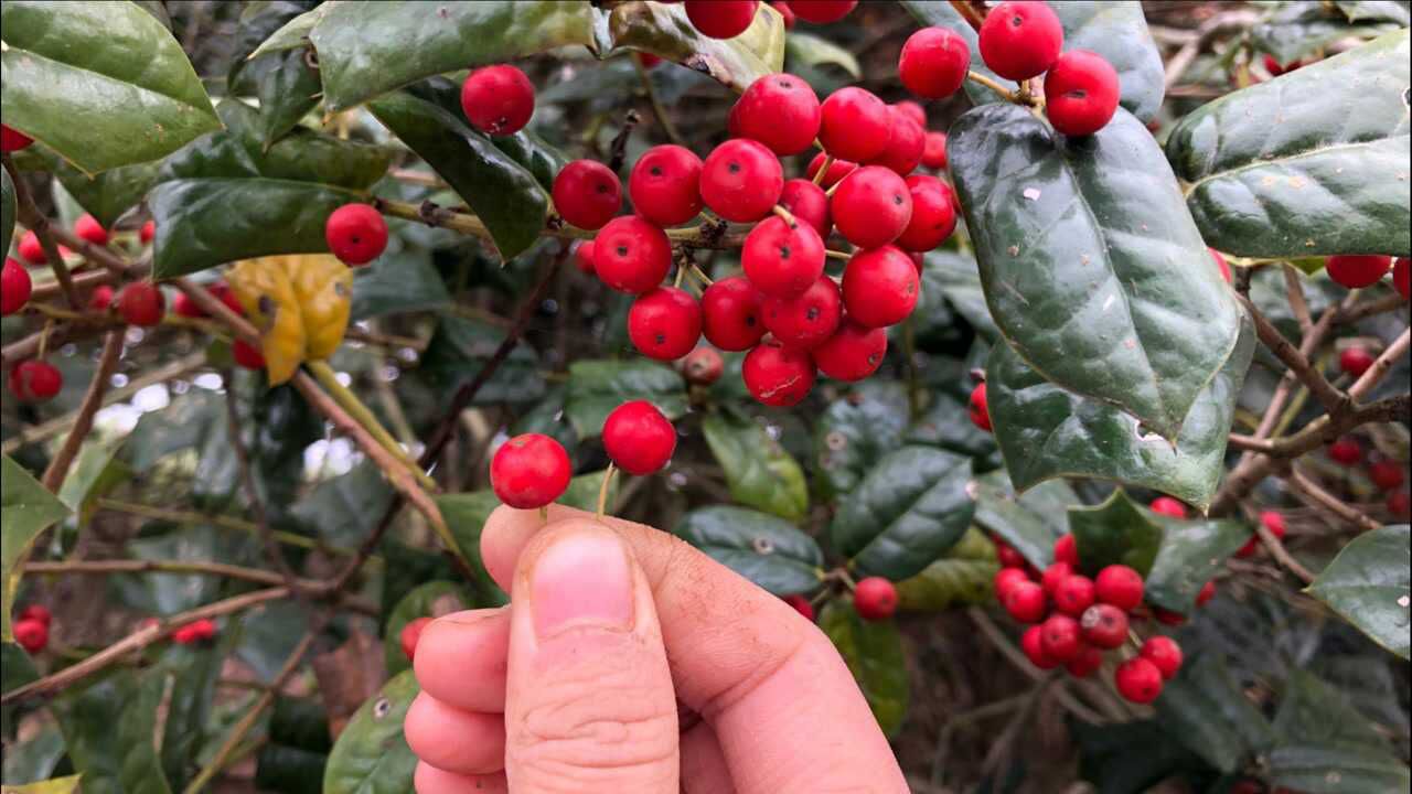 农村美丽的地方,小秀发现一种果实,长得像小苹果一样