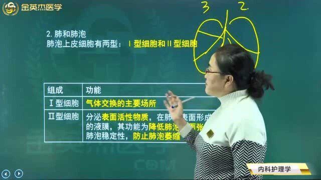 主管护师内科护理学:呼吸系统疾病中肺和肺泡是如何来理解的呢?肺的功能.