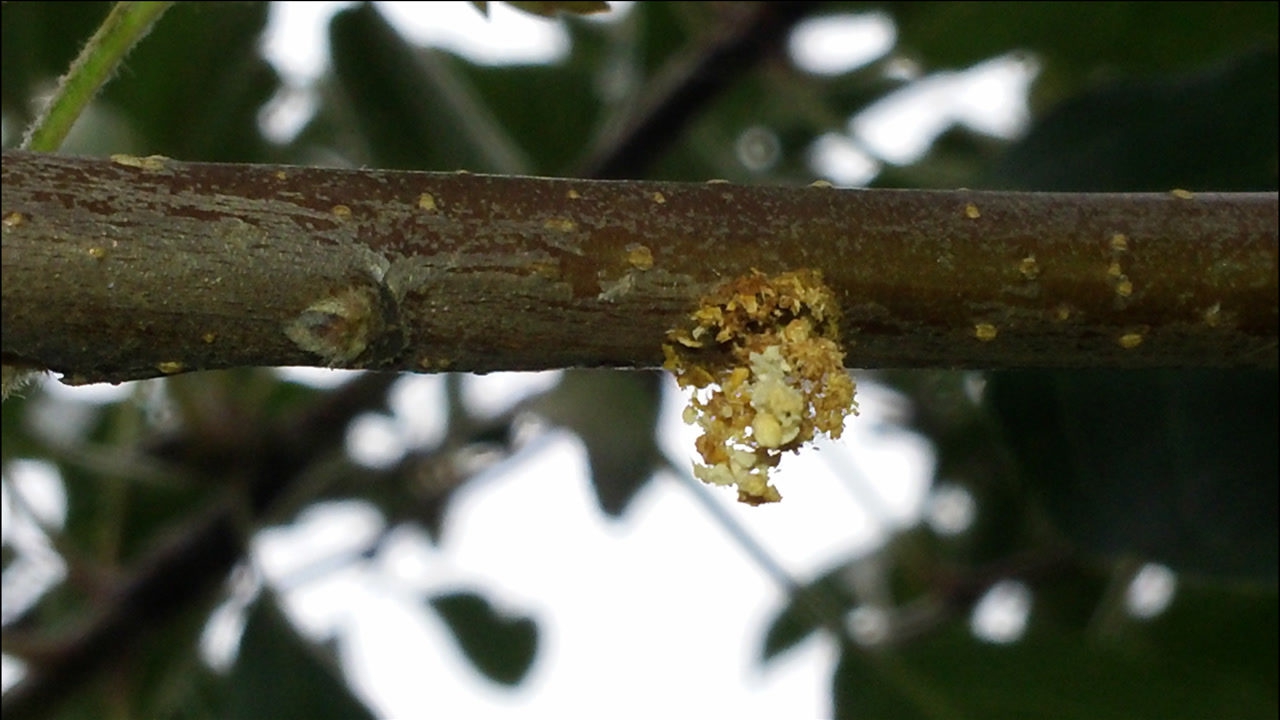 果树天牛钻木虫防治有妙招关键是防治时期