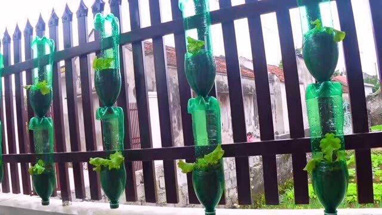 之下在家种菜自给自足用塑料瓶立体垂直种植简单实用