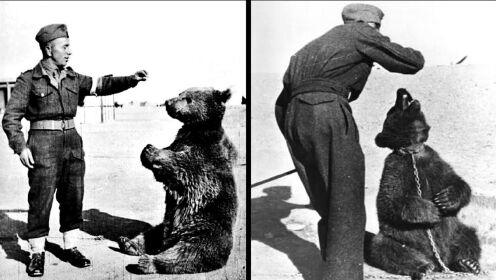 与熊并肩作战！二战期间波兰军队的熊士兵，运输炮弹它最强！