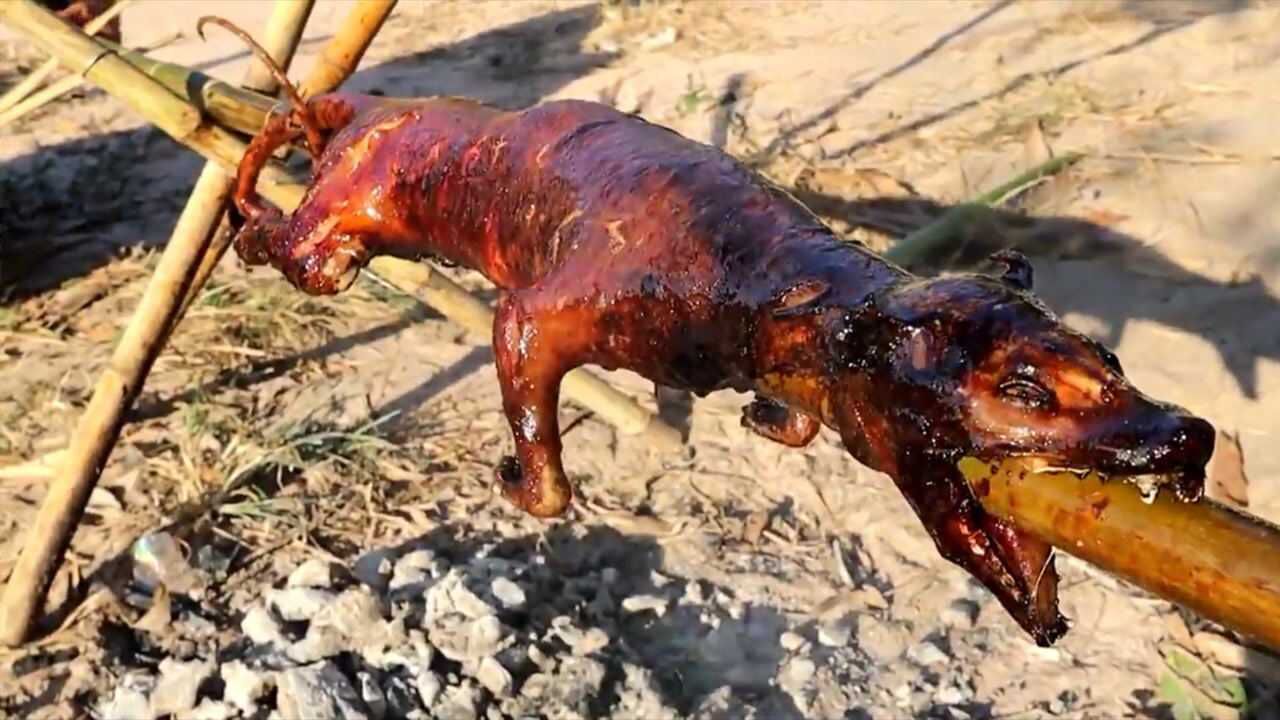 外国吃货烤全狗太香了哦不太残忍了