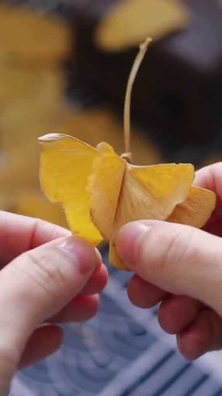 银杏叶秒变蝴蝶,但是又有点像飞蛾,我把秋天的叶子带到了冬天送给你们