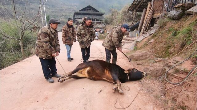 农村现杀活牛,杀一头9000元的牛,看看能出多少肉,亏了还是赚了