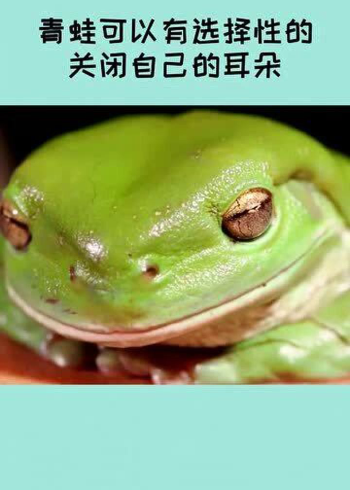 青蛙还能选择关闭自己的耳朵,这是什么神奇的功能?