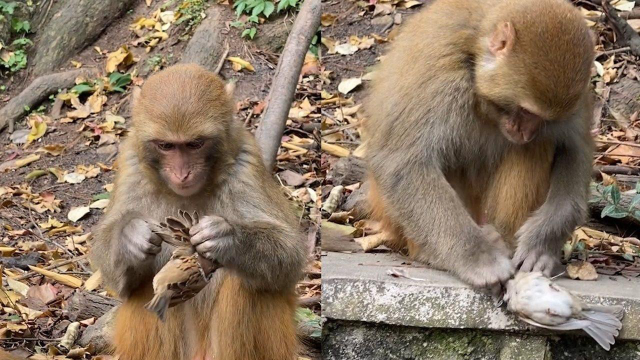 当大师兄是个馋鬼猴子在麻雀身上找盐粒吃毛都被揪秃了