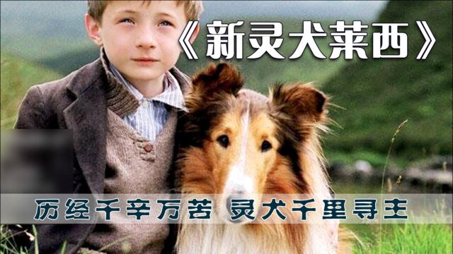 《新灵犬莱西》历经千辛万苦 灵犬千里寻主