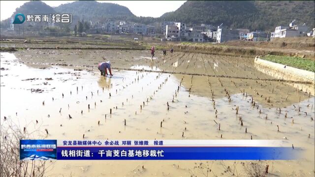 安龙县钱相街道:千亩茭白基地移栽忙