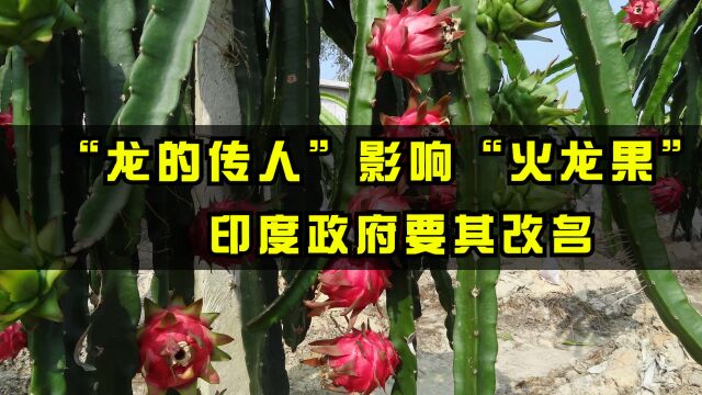 印度政府要求“火龙果”改名,原因只因“龙”与中国有关