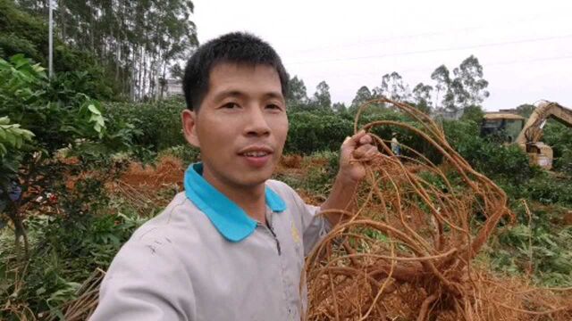 广西平南大型五指毛桃种植基地开挖了,看看两台钩机一天挖上万斤