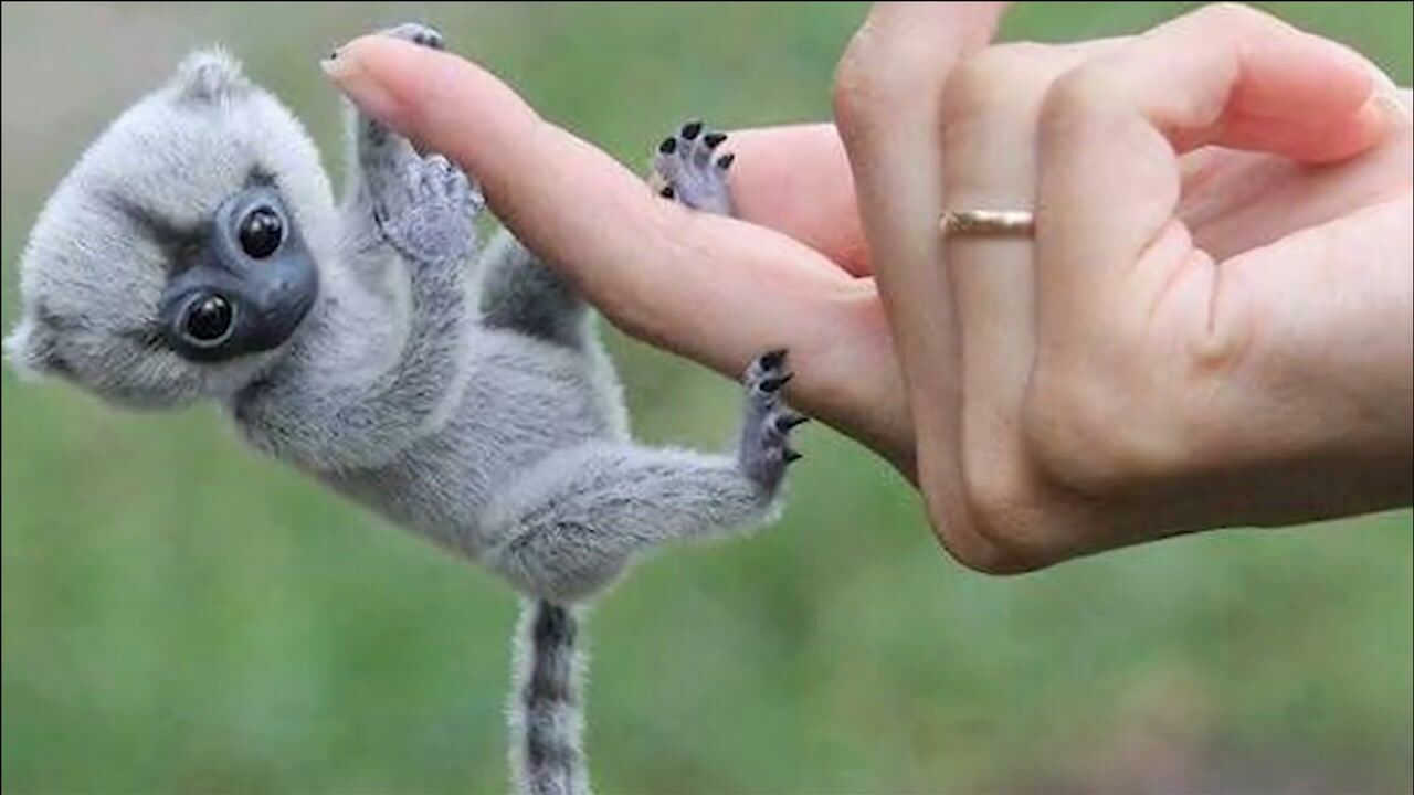 世界上最小的猴子,没一个鸡蛋重,一般人买不起