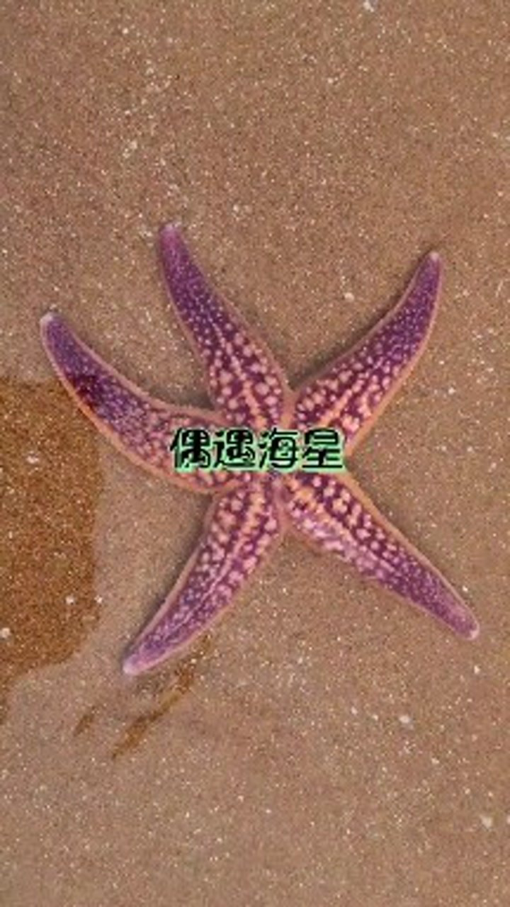 来看看海星是如何移动的_高清