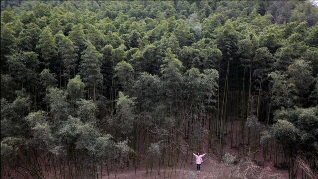 实拍西安白鹿原鲸鱼沟竹海:数九寒冬依然一片翠绿,养眼养肺