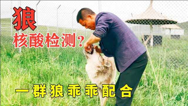 疫情期间,狼也要核酸检测?一群狼乖乖配合,也是防止病毒感染!