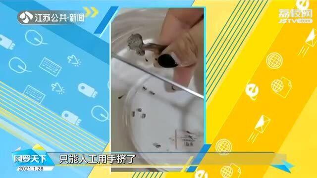 家养的孔雀鱼难产 主人用手挤帮接生:当妈妈太难了!