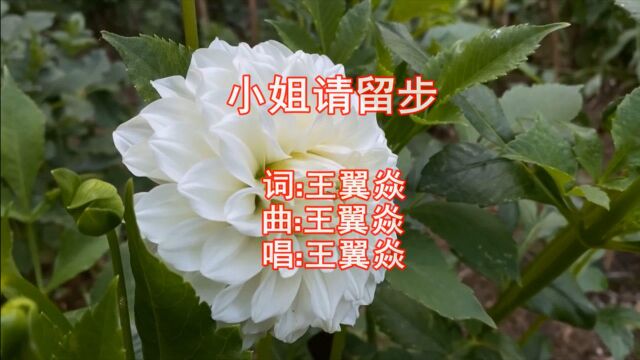 王翼炎一曲唯美古风《小姐请留步》甜美柔情,超好听!