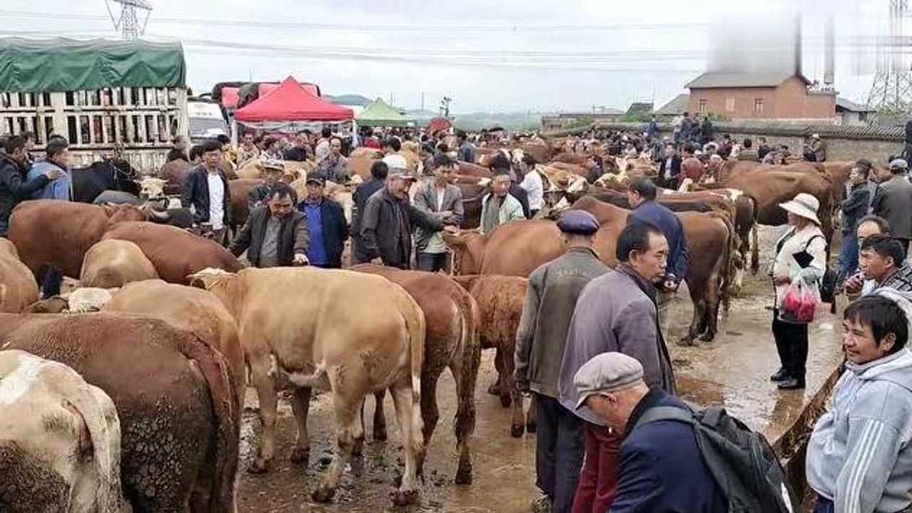 农村集市上牛贩买牛过称都要到下午呢,啥意思有懂的吗?