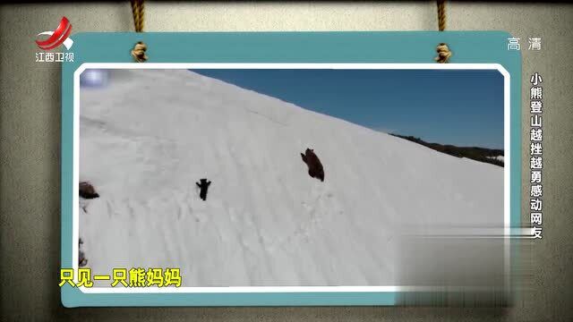 小熊爬雪山视频爆红网络,是什么感动网友?你看了就知道