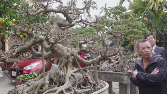 榕树树桩盆景,没有叶子会好看吗?这样的盆景你有没有见过?品鉴