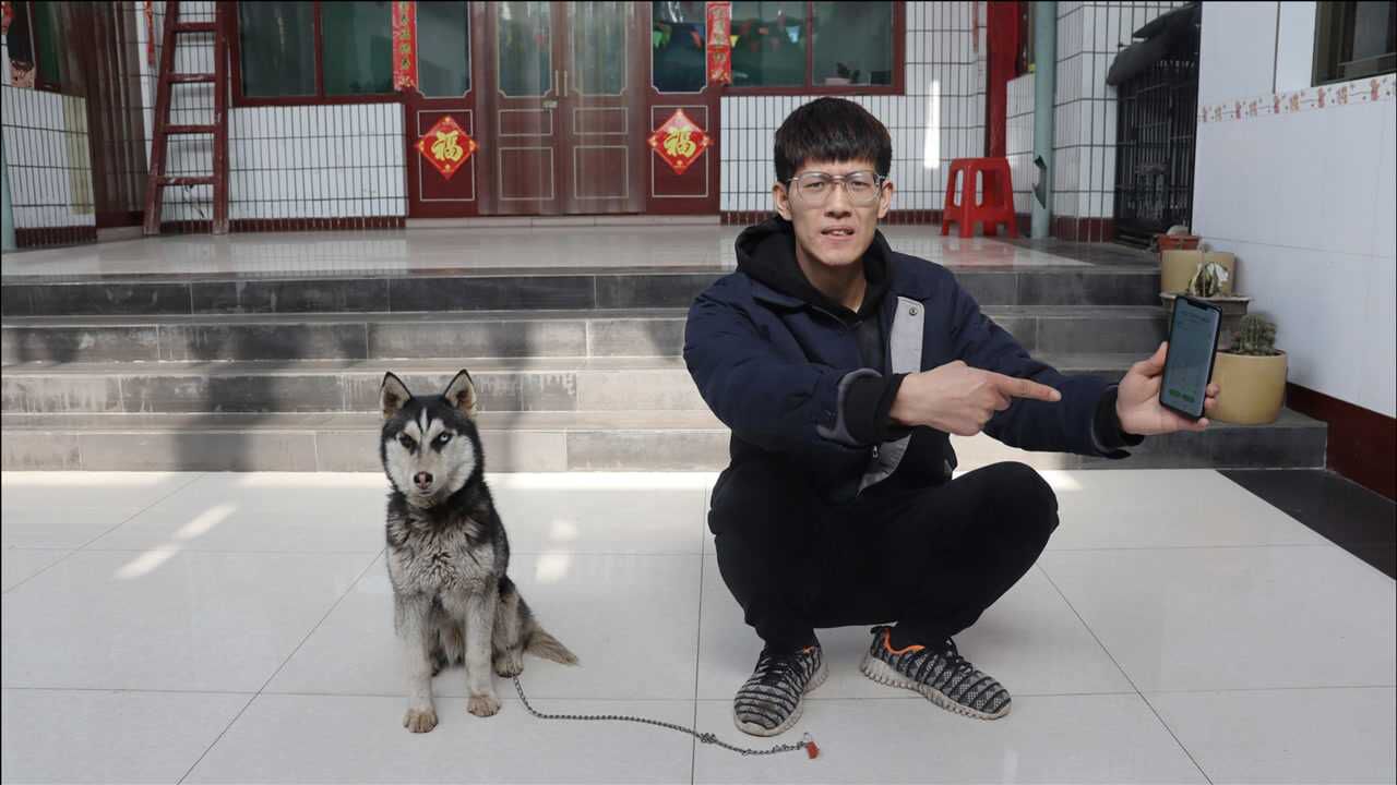 哈士奇豆豆被车撞死了,大胖打电话安慰小吉,该怎么让