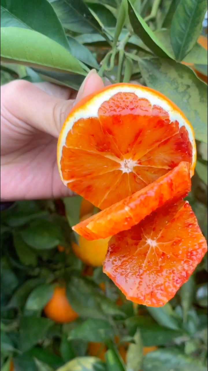 正宗塔罗科血橙,满满的花青素