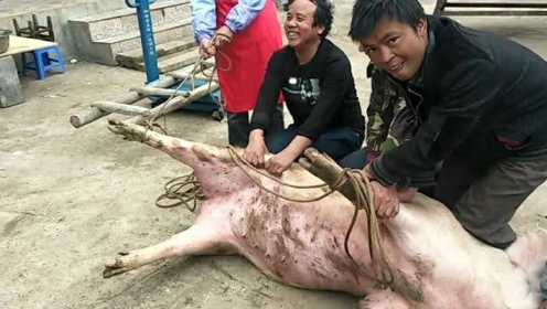 云南山区杀年猪，358斤的猪肉有那么多，肉质也很好