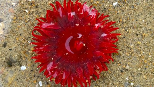 大海退潮后，大齐发现沙滩上吹出来好多海鲜，还有红色海葵