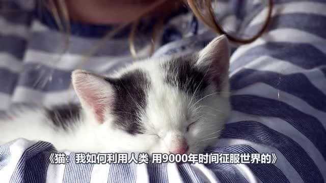 【不为人知】猫的历史 从“神”跌落为“魔鬼” 它经历了什么?